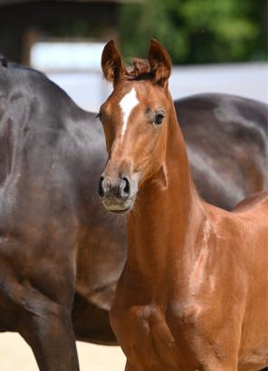 Foto: Katalognummer 9 (Stute v. For Romance x Sirtaki) - Fotograf: Hubert Fischer