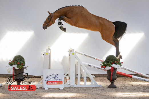 Foto: Kat.-Nr. 23 Avoye Z (30.000) Amadeo vh Vossenhof x Comilfo Plus Z - Fotograf: HorseSales.Auction 