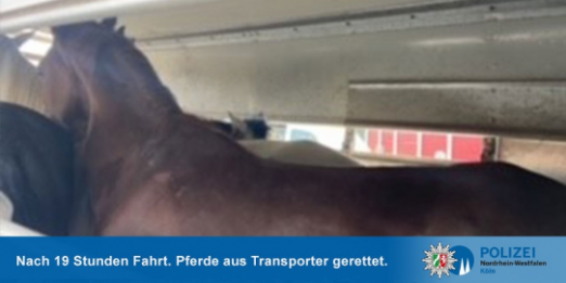 Foto: Die geretteten Pferde - Fotograf: Polizeipräsidium Köln