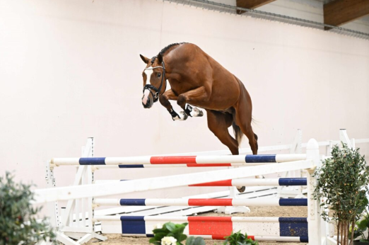 Foto: Kat.Nr. 35 Beeten von Allns, Hengst v. Tecumseh - Cavallieri xx - Donaumonarch - Fotograf: Kiki Beelitz