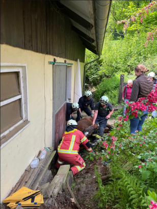 Foto: Pferde in misslicher Lage - Fotogra: Feuerwehr Velbert Foto: Pferde in misslicher Lage - Fotogra: Feuerwehr Velbert