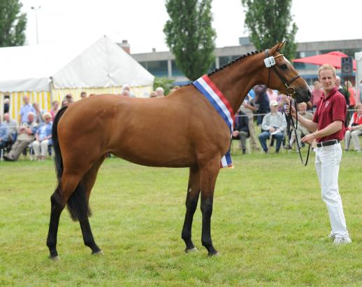 Foto: The best mare of the year 2013 by Casall - Fotograf: Holsteiner Verband