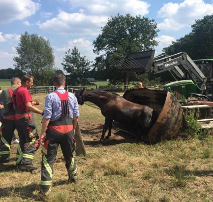Foto: Pferd in Wassertropg - Fotograf: Freiwillige Feuerwehr Garstedt