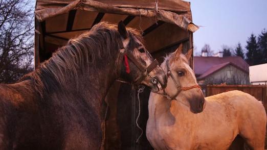 Foto: Pferdemarkt in Skaryszew - Fotograf: VIER PFOTEN