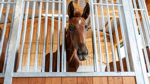 Foto: Zuchthof Wadenspanner - Fotograf: Röwer & Rüb