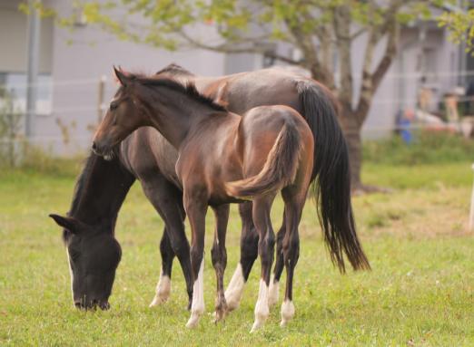 Foto: Stute und Hengst-Fohlen: Flavis x Daramis aus der Zucht von Wolfgang Stefan - Fotograf: Sabine Wittlinger Foto: Stute und Hengst-Fohlen: Flavis x Daramis aus der Zucht von Wolfgang Stefan - Fotograf: Sabine Wittlinger