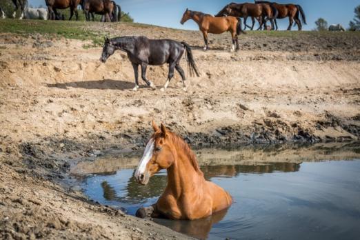 Foto: Pferderettung in Kleve OT Rindern - Fotograf: Feuerwehr Kleve