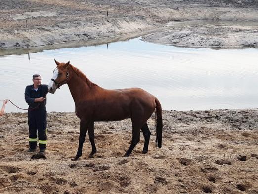 Foto: Pferderettung in Kleve OT Rindern - Fotograf: Feuerwehr Kleve