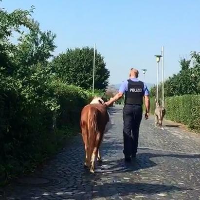 Foto: das Pony wird mittels Gürtel abgeführt - Fotograf: Polizei Nordhessen