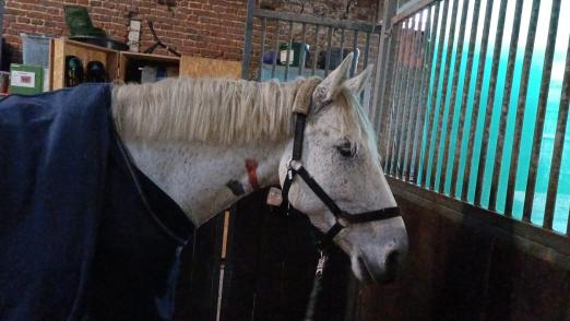 Foto: Am Ende überstand "Pirat" das Abenteuer ohne weitere Schäden - Fotograf: Feuerwehr Datteln 