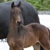 Foto:79.500 Euro-Preisspitze Brandtbjergs Fiji - Fotograf: Archiv Helgstrand Dressage