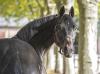 Foto: Über die Böckmann Pferde GmbH für die Zucht erreichbar: Grafenstolz von Polarion-Camelot, der mit Olympiasieger Michael Jung erfolgreich war - Fotograf: The Stallion Company/ Rehill