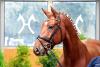 Foto: Favourite Boy v. Floriscount/Diamond Hit - Fotograf: Hannoveraner Verband