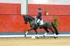 Foto: Moonlight Sonata v. Morricone/Lauries Crusador xx war mit 105.000 Euro Preisspitze der Verdener Auktion Online im April - Fotograf: Hannoveraner Verband
