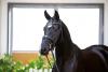Foto: Sympatico v. Secret/Don Crusador - Fotograf: Hannoveraner Verband