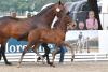 Foto: #1 Dijon v. Dynamic Dream - Bordeaux - Don Romantic - Classiker - Fotograf: Kiki Beelitz