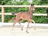 Foto: HP Enchanted v. Escamillo - Bonds - Apache - Fotograf: OLD Art