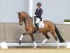 Foto: Eröffnet die Westfälische Frühjahrs-Auktion: Valdemossa de Colonia v. Vaderland/Sir Donnerhall I - Fotograf: Reckimedia