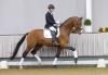 Foto: Nr. 1 Zaunkönig v. Zack/De Niro - Fotograf: Guido Recki