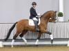 Foto: Eröffnet die 61. Westfälische Elite-Auktion: Zaunkönig v. Zack/De Niro - Fotograf: Guido Recki