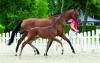 Foto: Teuerstes Dressurfohlen mit der Nummer 1 Vito v. Valdiviani/Vitalis - Fotograf: Reckimedia