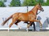Foto: Dressurbetonte Preisspitze der Zuchtstuten-Auktion: Vivien v. Vitalis/Sir Donnerhall - Fotograf: Reckimedia