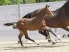 Foto: Preisspitze mit der Kopfnummer 1: Eldo´s Son v. Eldorado v.d. Zeshoek - Fotograf: Reckimedia