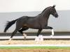 Foto: Beliebtester Youngster mit dressurbetontem Pedigree Extravagant v. Escamillo/Feedback - Fotograf: Reckimedia
