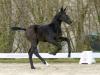 Foto: Cornets Creation v. Cornet Obolensky/Diarado wechselte für 53.000 Euro den Besitzer - Fotograf: Reckimedia