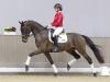 Foto: Kopfnummer 1 der Winter-Auktion 2024: 1 Viva Rose v. Viva Gold - Fotograf: Reckimedia