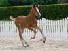 Foto: Nummer 1 Top Girl v. Taloubet Z/Chacco-Blue - Fotograf: Guido Recki