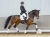 Foto: Kopfnummer 1 der Winter-Auktion 2022: 1 Romance Edition v. Riptide NRW/Rock For Us - Fotograf: Reckimedia