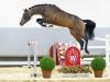 Foto: Beliebtester Youngster mit springbetontem Pedigree De Luxe v. Del´Arko d´Henvet/Lancer III - Fotograf: Reckimedia