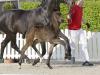 Foto: Kopfnummer 1 Rising Star v. Raven/Belstaff - Fotograf: Reckimedia