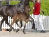 Foto: Rising Star v. Raven/Belstaff wechselte für 90.500 Euro den Besitzer - Fotograf: Reckimedia