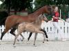 Foto: Kopfnummer 1 Ava Gold KE v. A New Star NRW/Cosmopolitan - Fotograf: : Kopfnummer 1 Ava Gold KE v. A New Star NRW/Cosmopolitan