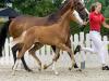 Foto: Nummer 1 der Kollektion Aurelia v. Arcachon NRW/Farewell III - Fotograf: Guido Recki