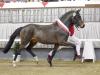 Foto: Preisspitze Der kleine Earl v. Der feine Lord AT/Chantre B - Fotograf: Reckimedia