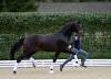 Foto: #1 Total Special PS v. Total Hope - Morricone - Sir Donnerhall - Fotograf: Mark gr. Feldhaus
