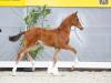 Foto: Be my Beauty King v. Bonds/San Amour - Fotograf: Hannoveraner Verband