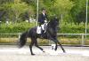 Foto: Auf der Station Maas J. Hell die Bundeschampionats- Qualifikation gewonnen: Jacob Schenk und der sechs Jahre alte Lindenberg - Fotograf: BM