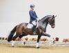 Foto: Quasi Royal v. Quaterback-Royal Diamond-Worldman wechselte für 52.000 Euro nach Boston. - Fotograf: Ernst
