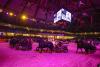 Foto: Rasante Bilder lieferte Publikumssieger Nibelungen Quadrille Odenwald in der Festhalle. - Fotograf: Stefan Lafrentz