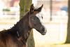 Foto: Charly v. Contendro/Heraldik xx - Fotograf: Hannoveraner Verband