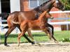 Foto: Preisspitze Valentin v. Vitalis/Fürstenball wurde für 52.000 Euro in die USA verkauft - Fotograf: Hannoveraner Verband/Tammo Ernst