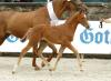 Foto: Impressionen vom Fohlenchampionat beim Hardenberg Burgturnier - Fotograf: sportfotos-lafrentz.de