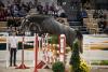 Foto: Karawane sprang zum Gesamtsieg des Trakehner Freispring-Cups - Fotograf: Stefan Lafrentz