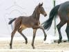 Foto: Preisspitze der online Fohlen-Auktion Viva Valentina v. Velvedere - Fotograf: Reckimedia