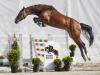 Foto: Teuerster Youngster: Come on Greta v. Comme il faut NRW - Fotograf: Gestüt Zhashkiv