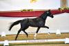 Foto: Kat.-Nr. 48 der Dressurkollektion, der Dressurchampion 2022 (von Don Royal x Quadroneur abstammend) - Fotograf: Björn Schroeder
